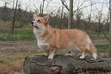 CORGI PEMBROKE 1440